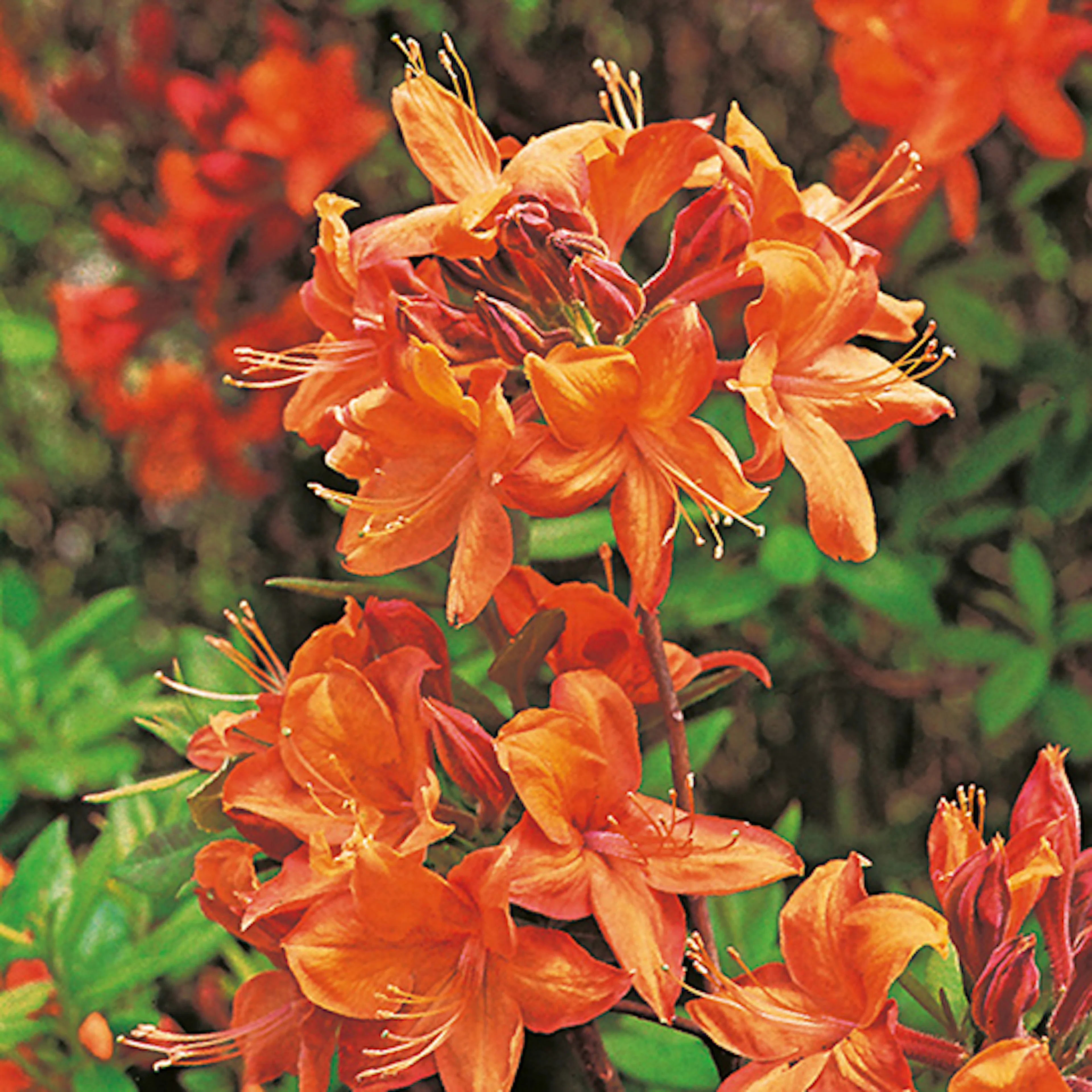 Rhododendron Azalea Omnia Garden Knaphill Golden Eagle 30-40 cm