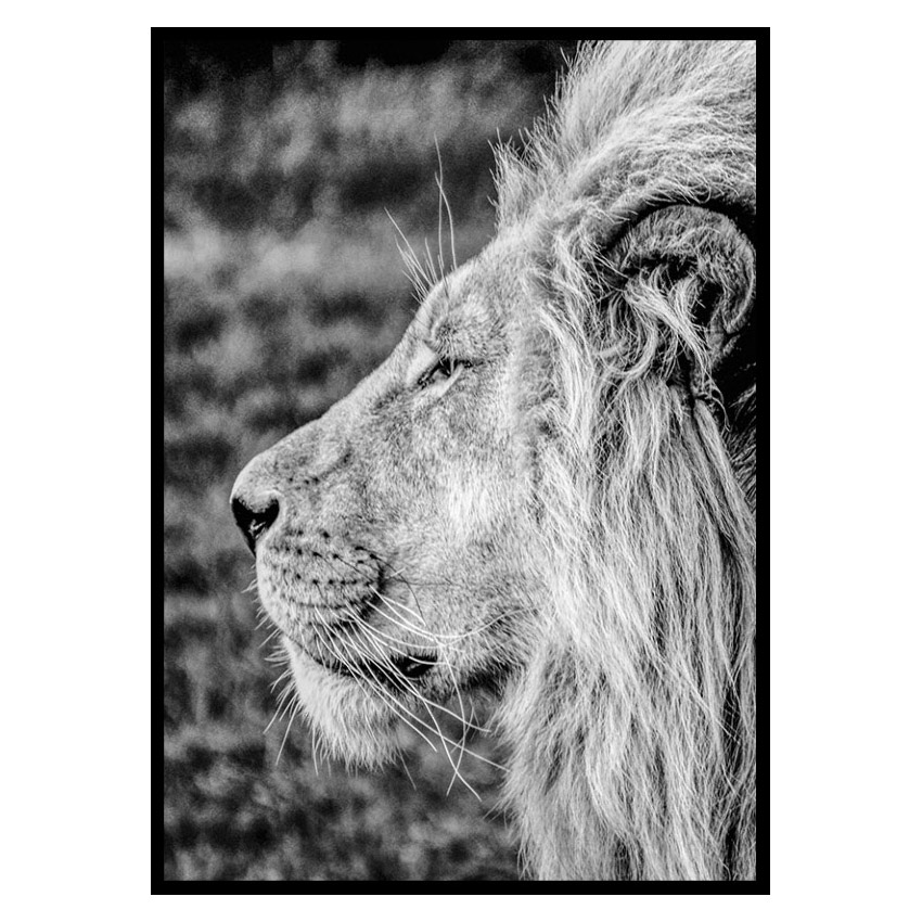 Poster Gallerix Male Lion Profile