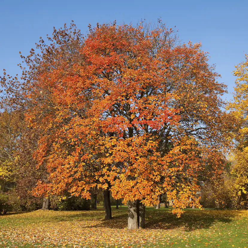 Prydnadsträd Omnia Garden Oxel