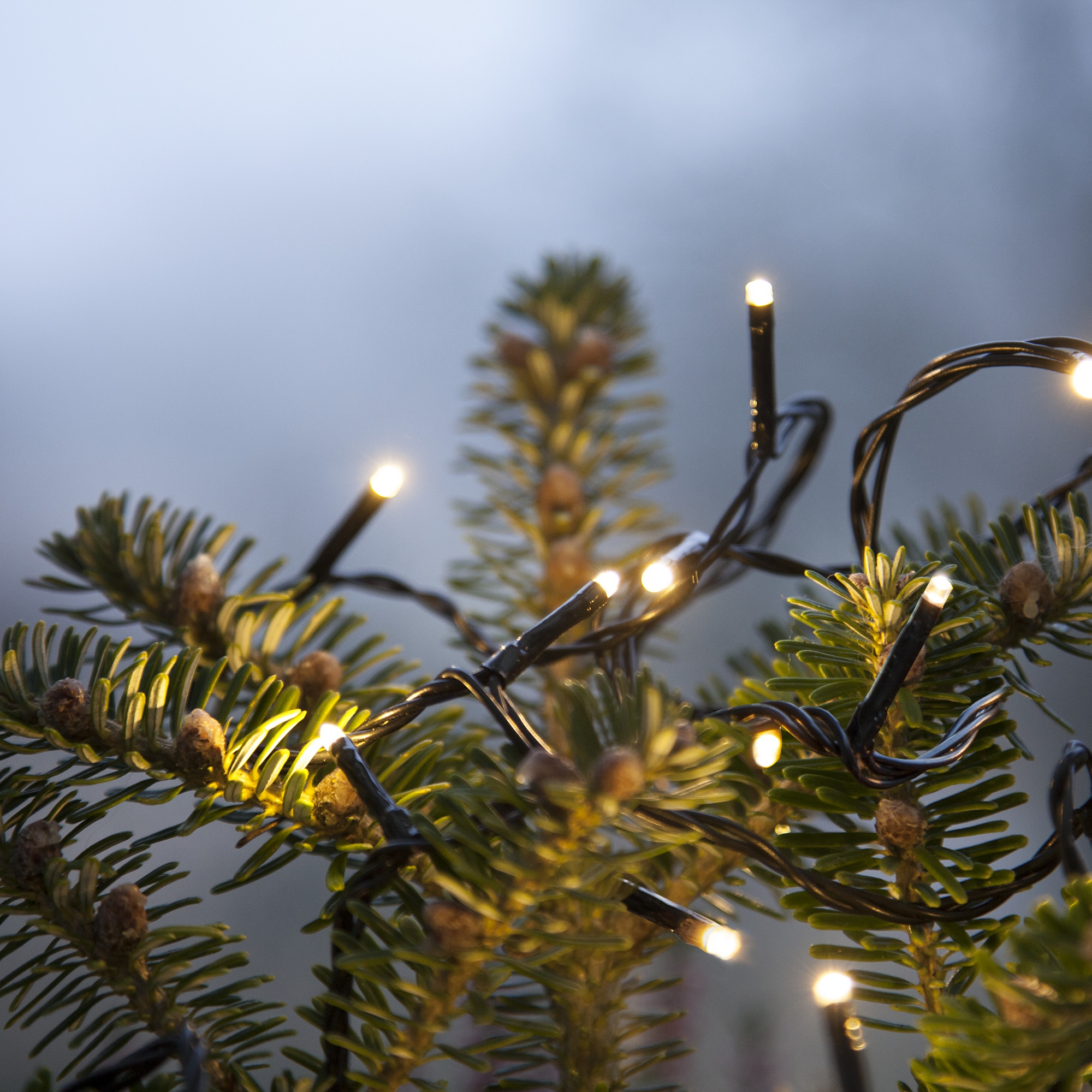 Ljusslinga Star Trading Serie MicroLED Svart