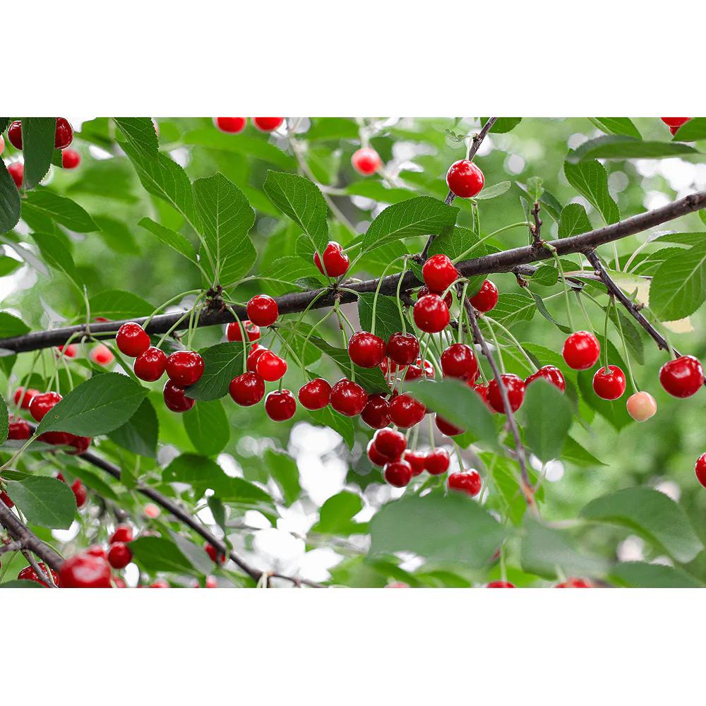 Körsbärsträd Omnia Garden Prunus Cerasus Berit