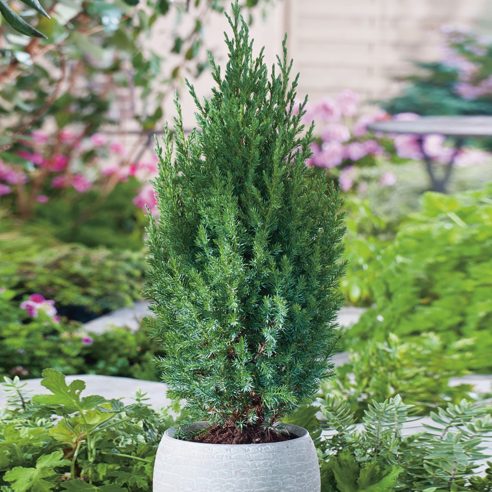 Prydnadsbuske Kinesisk En Omnia Garden Stricta