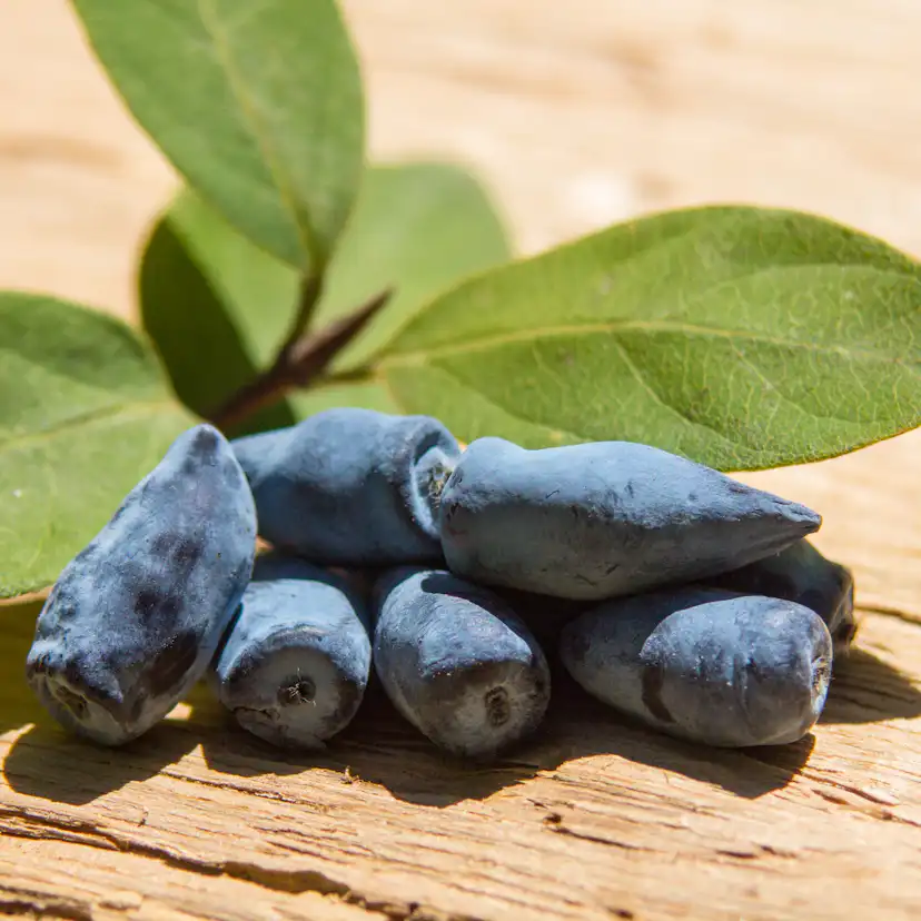 Planta Omnia Garden Blåbärstry