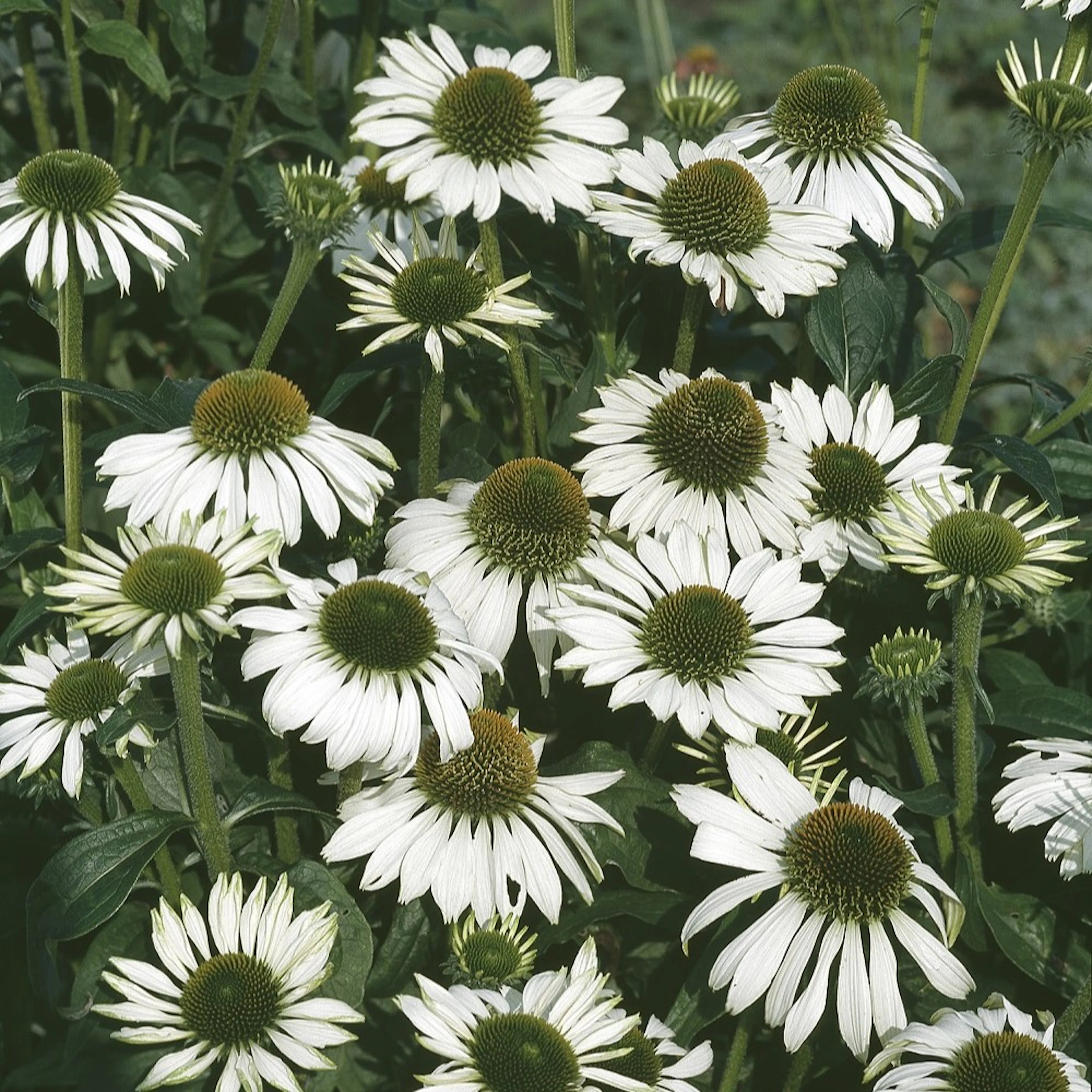 Planta Omnia Garden Solhatt Alba