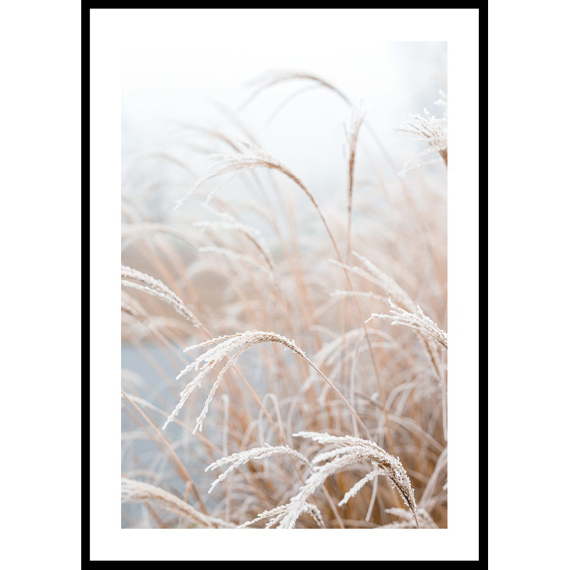 Poster Gallerix Frosted Pampas Grass
