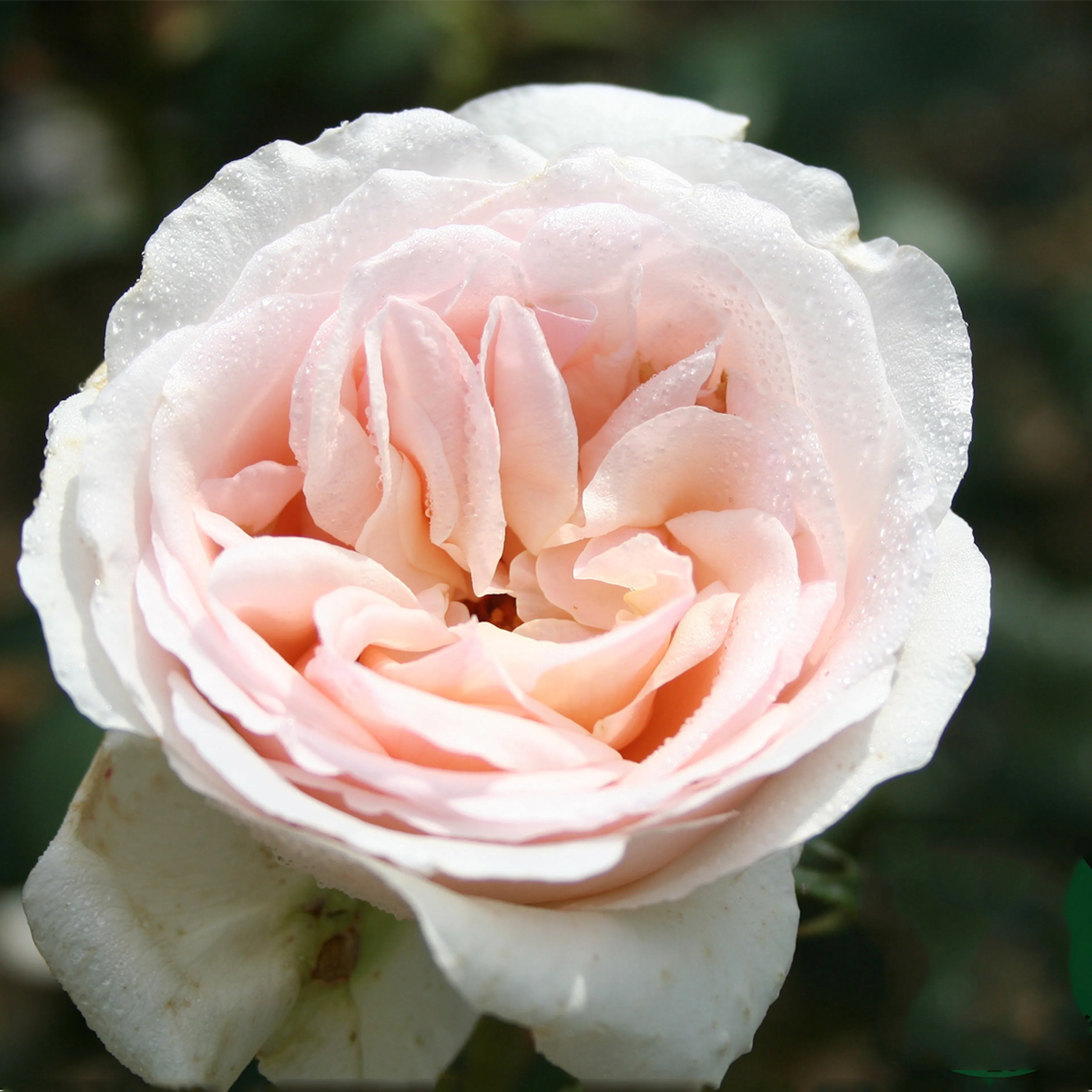 Rosa "Julia Renaissance", 10-pack 10-pack