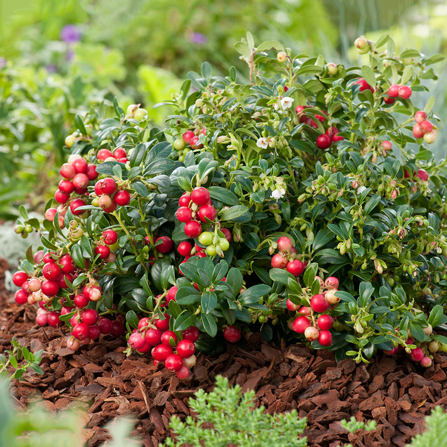 Buske Lingon Omnia Garden 25-30 cm