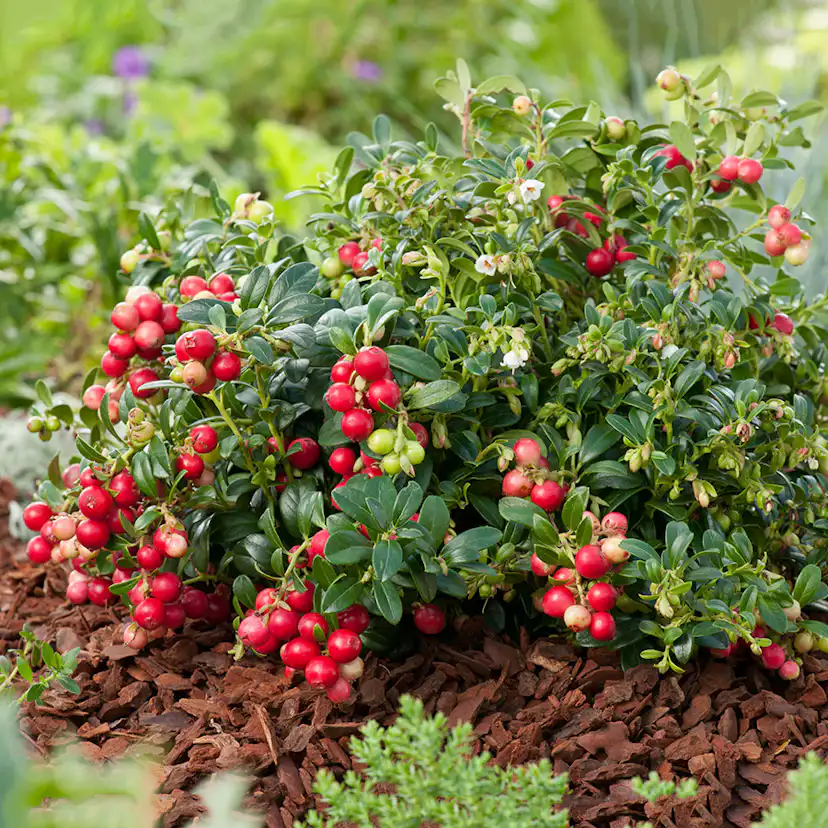 Buske Lingon Omnia Garden 25-30 cm