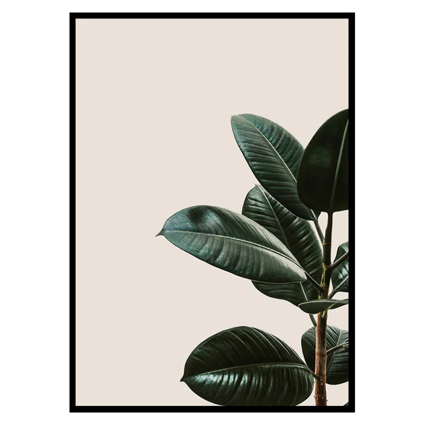 Poster Gallerix Rubber Plant Natural