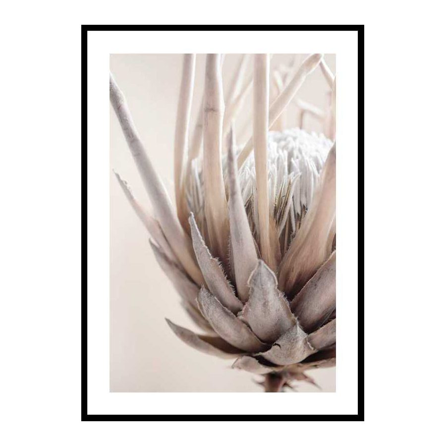Protea Flower No2 30x40 cm