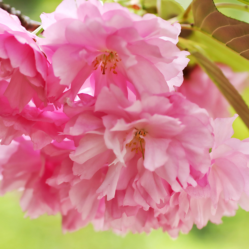 Körsbärsträd Omnia Garden Japanskt Prunus Kanzan 100-120 cm