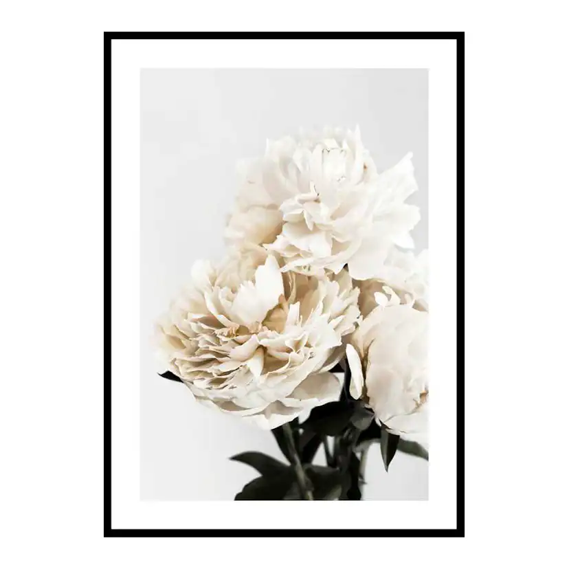 Peonies Closeup 50x70 cm