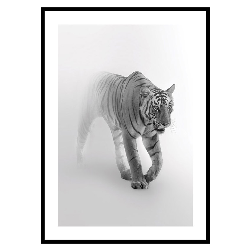 Poster Gallerix Faded Tiger