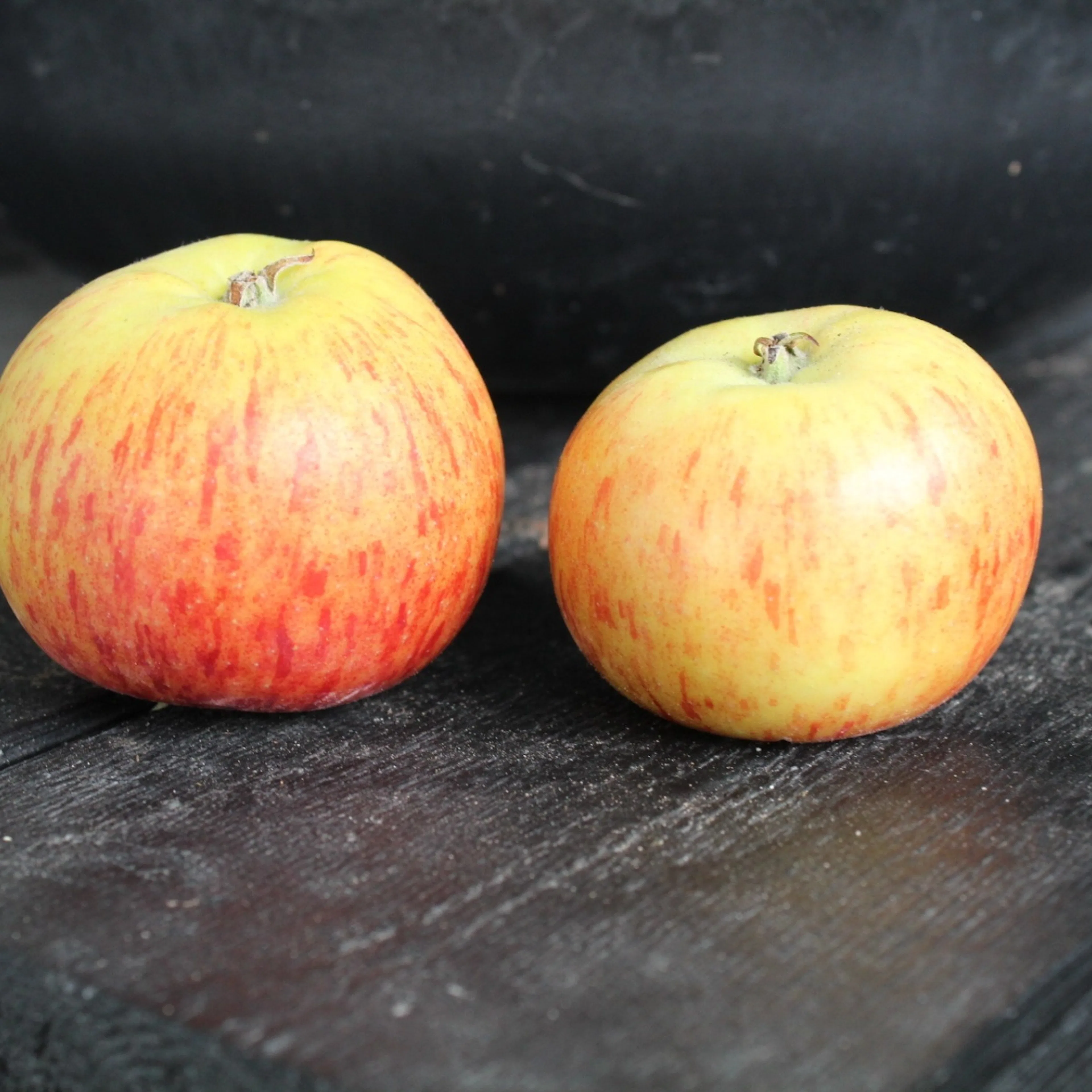 Malus domestica 'Rubinola' (äpple), inkl. uppbindnings kit Med uppbindningskit