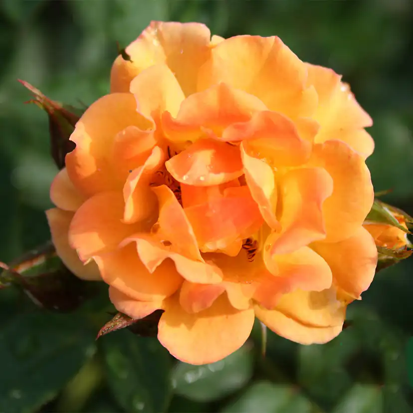 Marktäckande Buskros Omnia Garden Flaming Cover