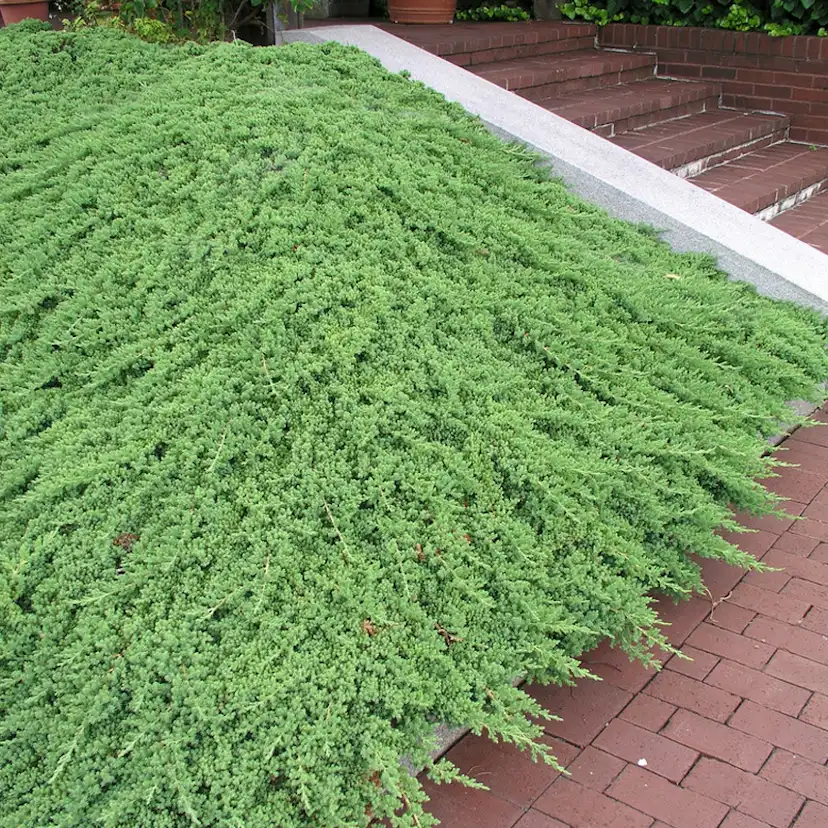 Prydnadsbuske Japansk Kryp-En Omnia Garden Nana