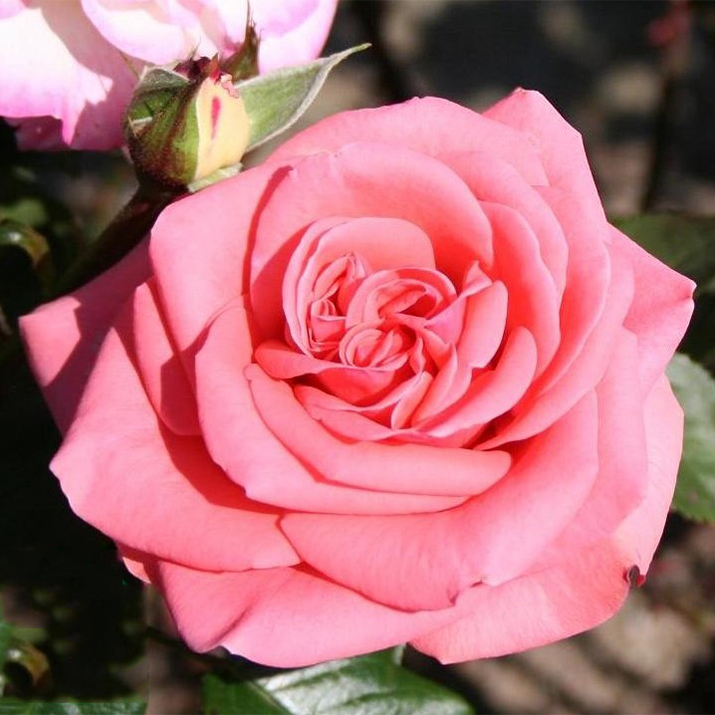 Storblommig Rabattros Omnia Garden Louisiana