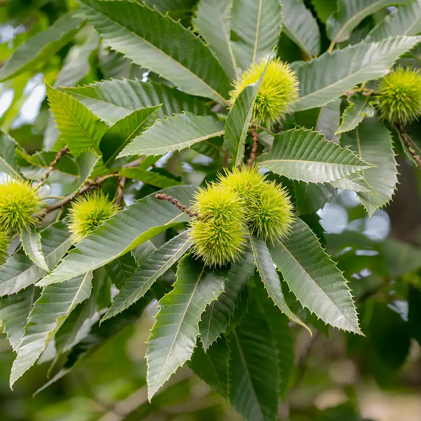 Äkta Kastanj Omnia Garden Castanea Sativa Högstam