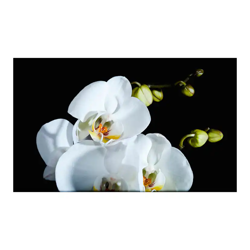 Fototapet Arkiio Phalaenopsis 450x270 cm