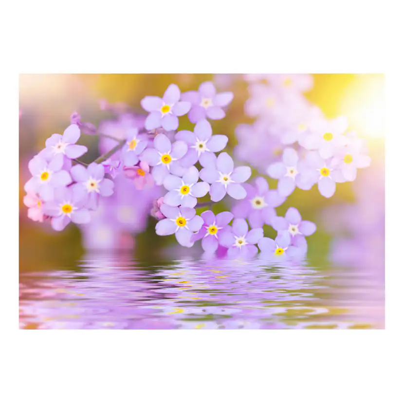 Fototapet Arkiio Violet Petals In Bloom