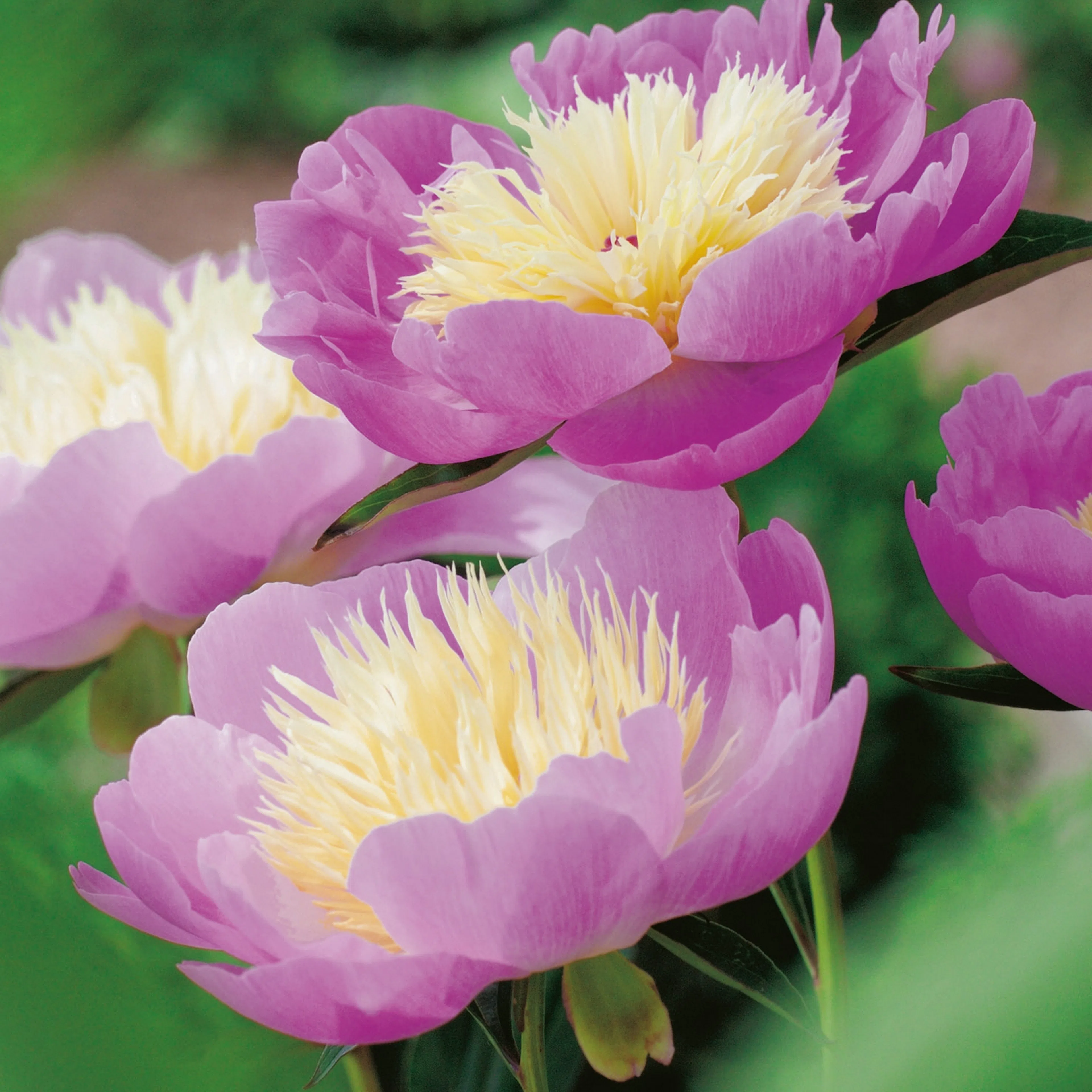 Paeonia lactiflora 'Bowl of Beauty' , 2L 1-pack