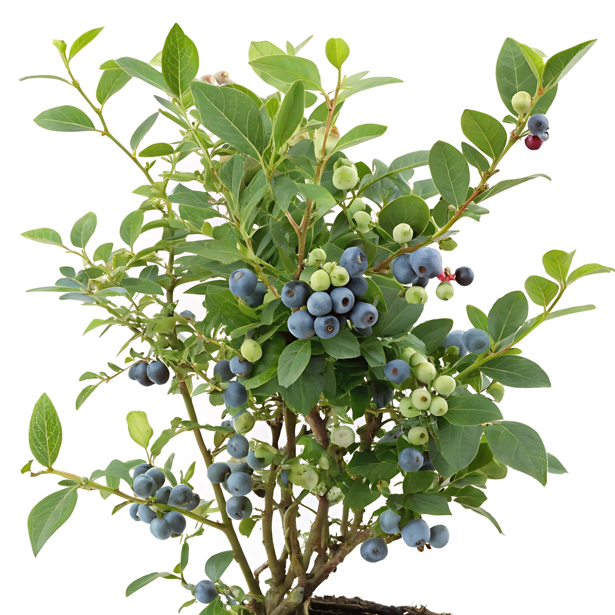 Bärbuske Omnia Garden Amerikanskt Blåbär Vaccinium Corymbosum Alfred E