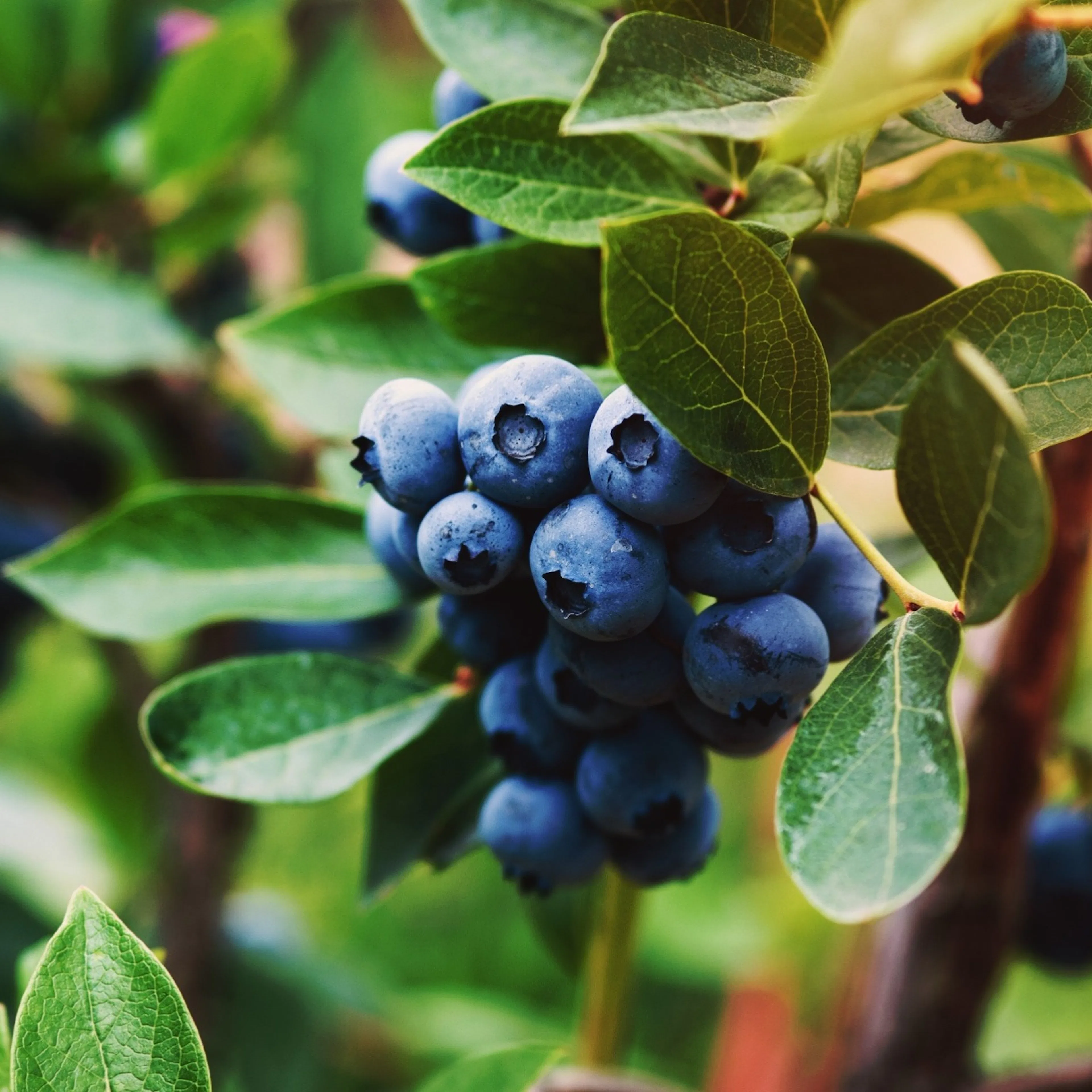 Vaccinium ' Oskar', 5-pack 5-Pack