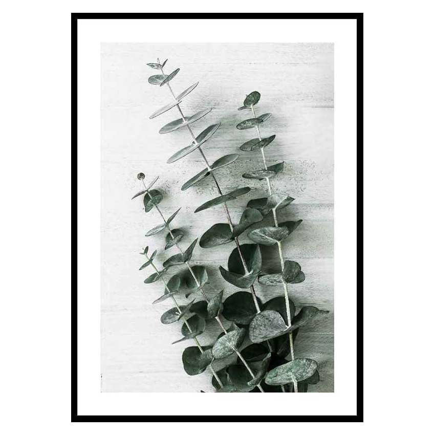 Poster Gallerix Eucalyptus No6