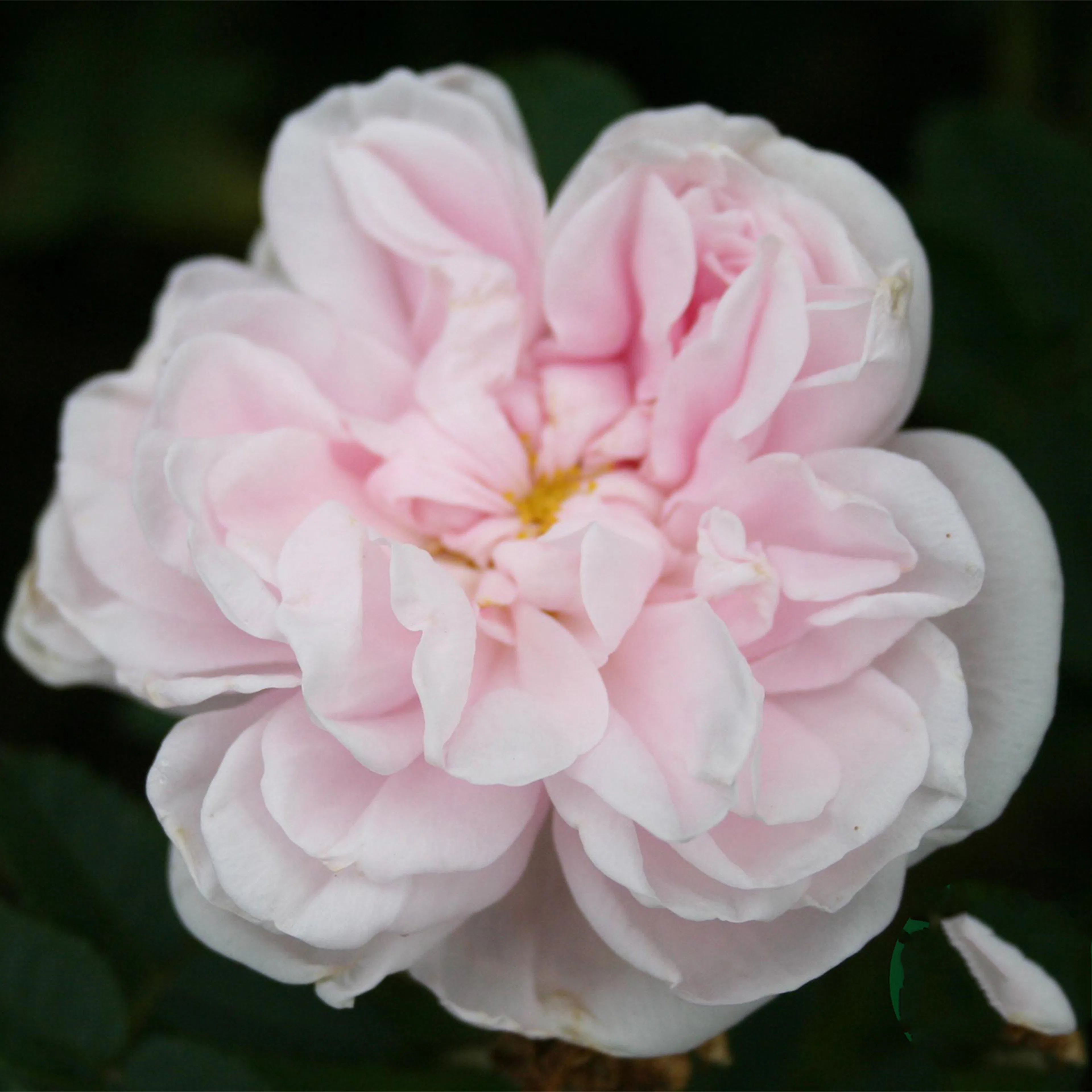 Rosa "Stanwell Perpetual", 10-pack 10-pack