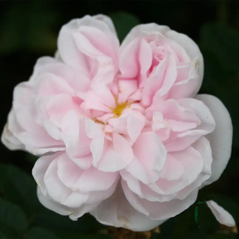 Storblommig Buskros Omnia Garden Stanwell Perpetual