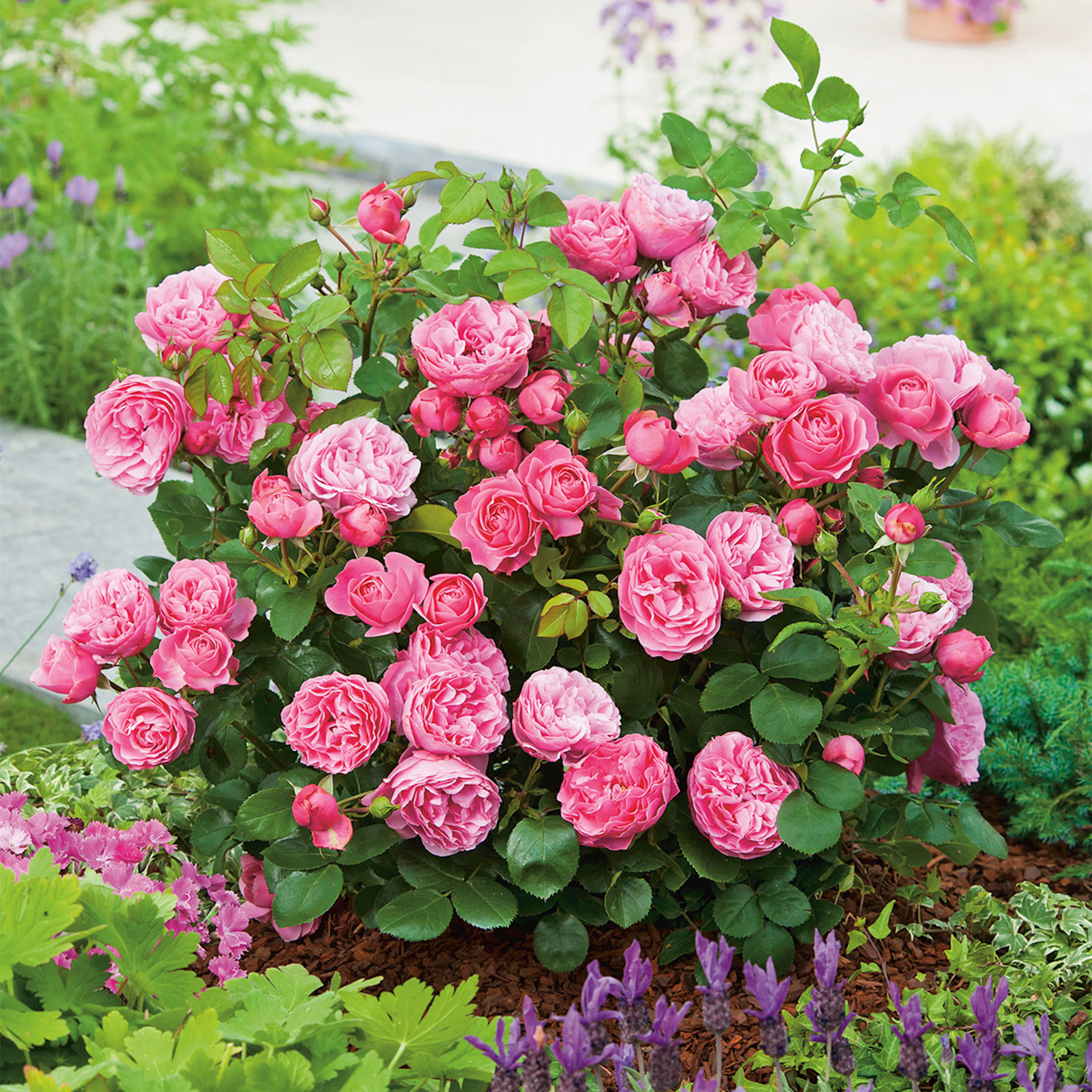 Rosa "Leonardo da Vinci", 5-pack 5-pack