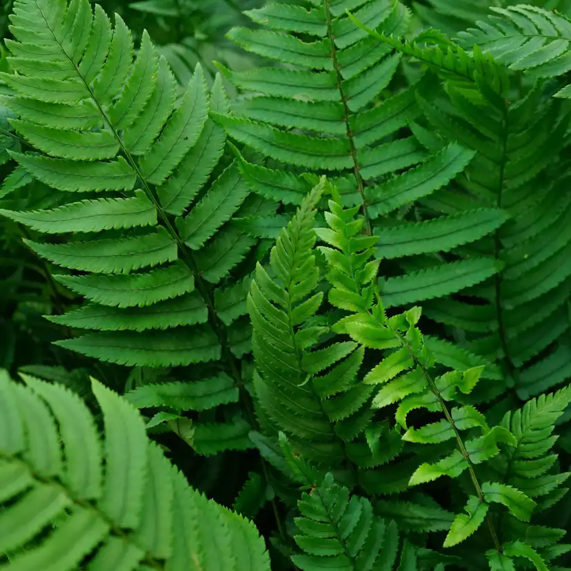 Perenn Omnia Garden Lurvbräken Dryopteris Cycadina 2L