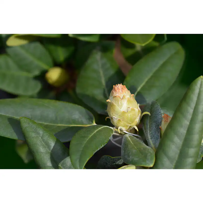 Rhododendron Omnia Garden Fantastica 25-30 cm