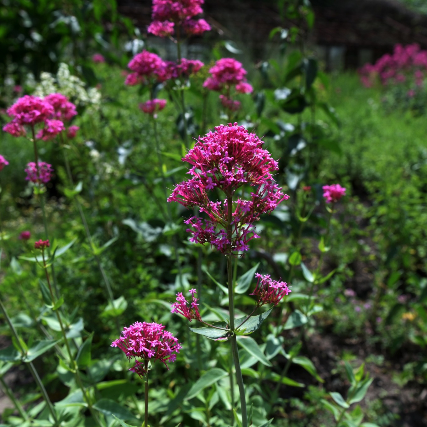 Perenn Omnia Garden Centranthus Ruber Coccineus