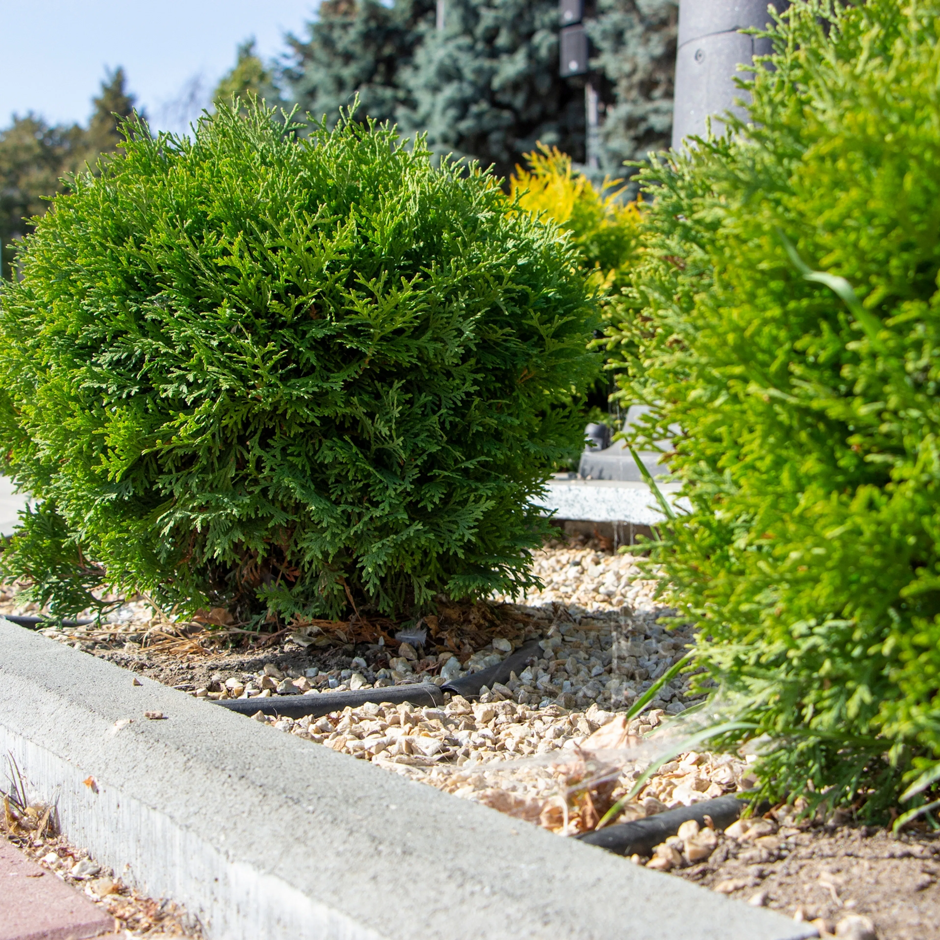 Tuja Omnia Garden Little Giant