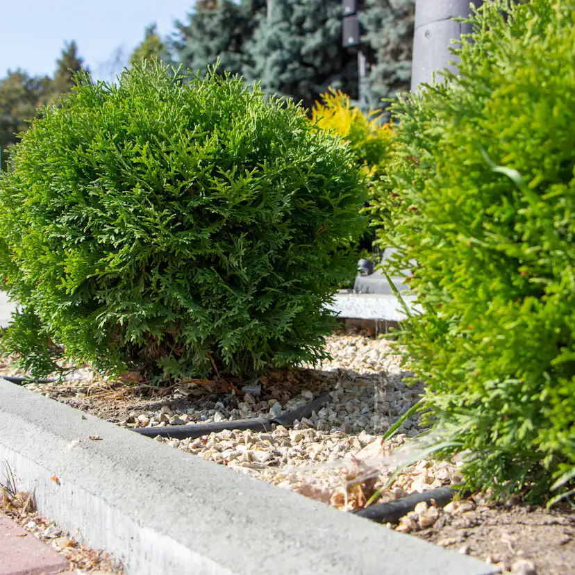 Tuja Omnia Garden Little Giant