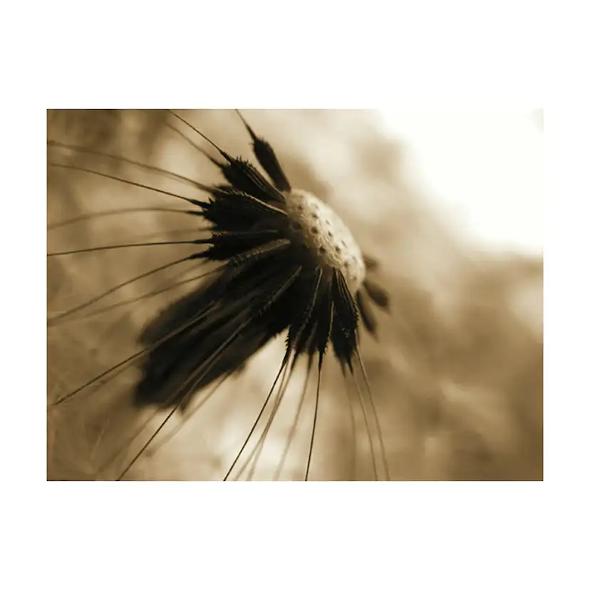 Fototapet Arkiio Maskros Sepia LFTNT1303