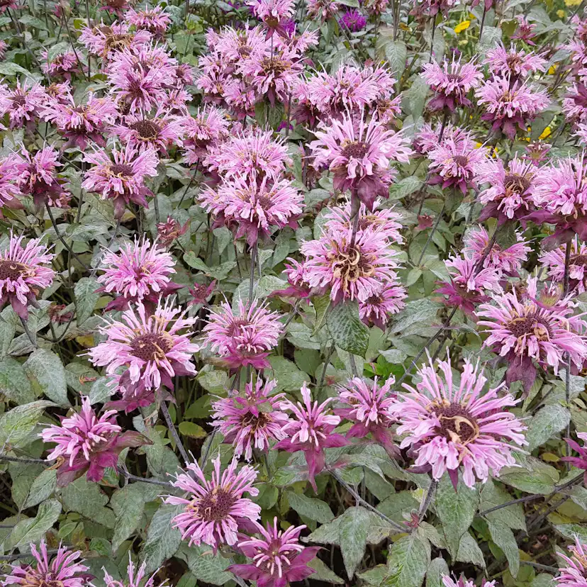 Perenner Omnia Garden Temynta Beauty of Cobham