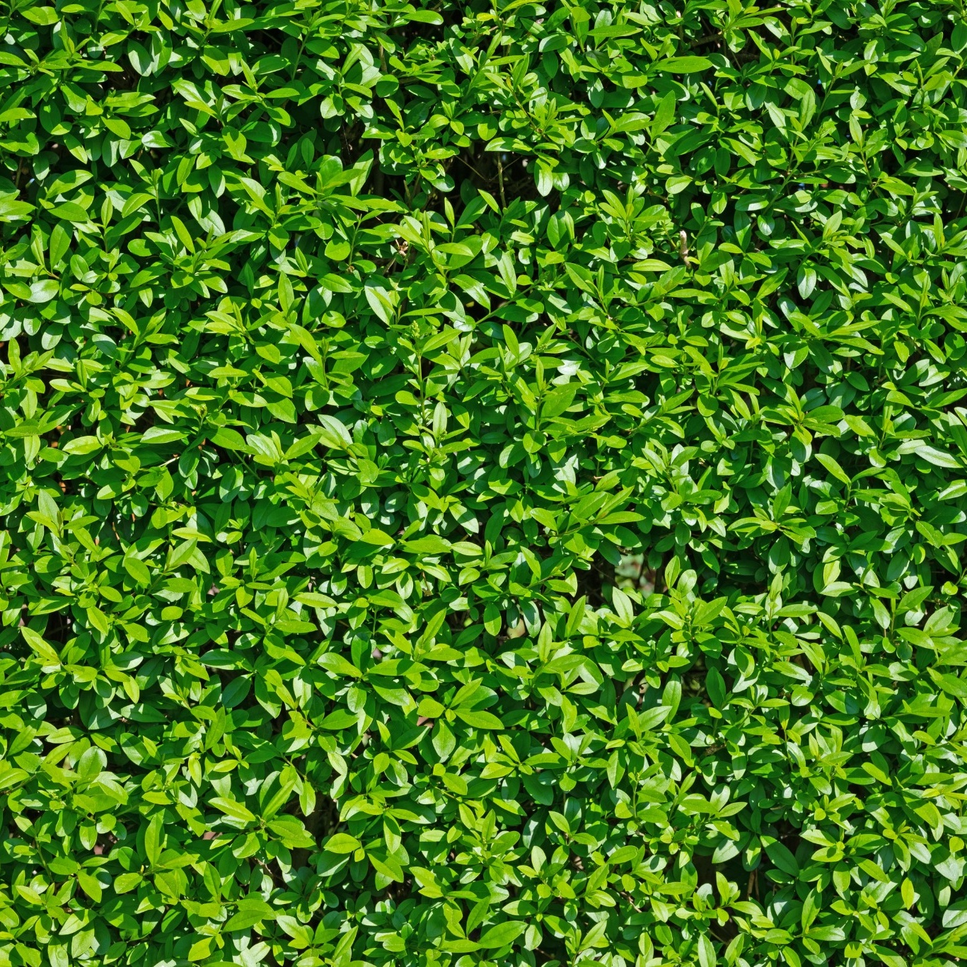 Planta Vinterliguster Liga Omnia Garden Krukodlade 10st