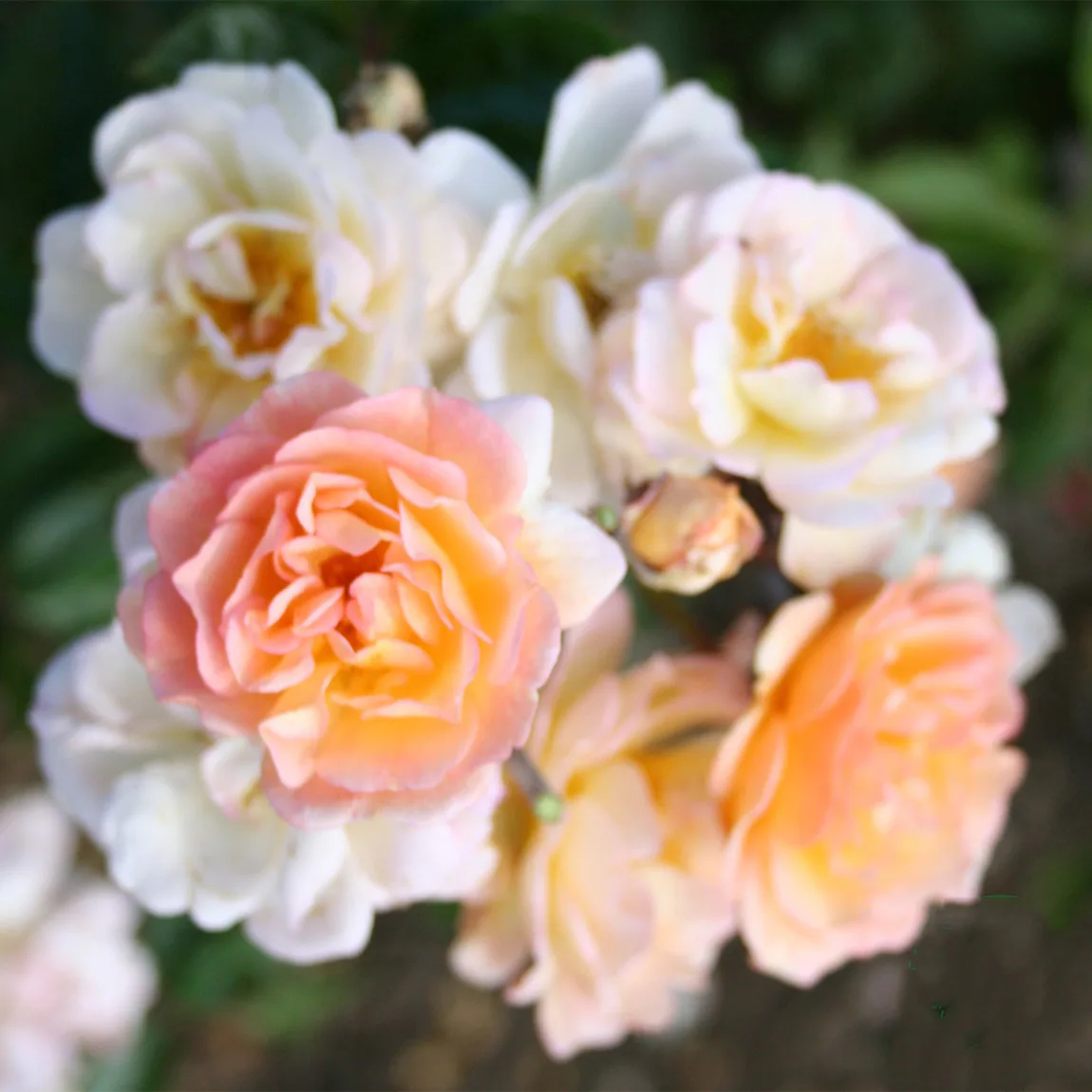 Storblommig Buskros Omnia Garden Ghislaine de Féligonde