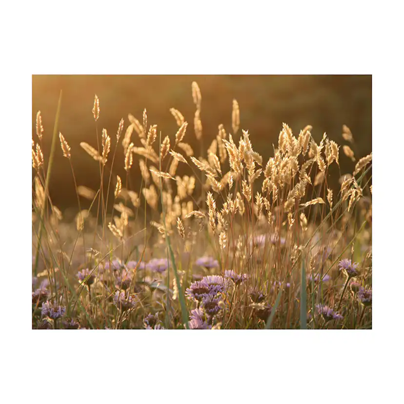 Fototapet Arkiio Awakening Ceral Field