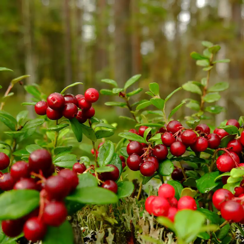 Bärbuske Omnia Garden Vaccinium Vitis-Idaea Balsgård Ida
