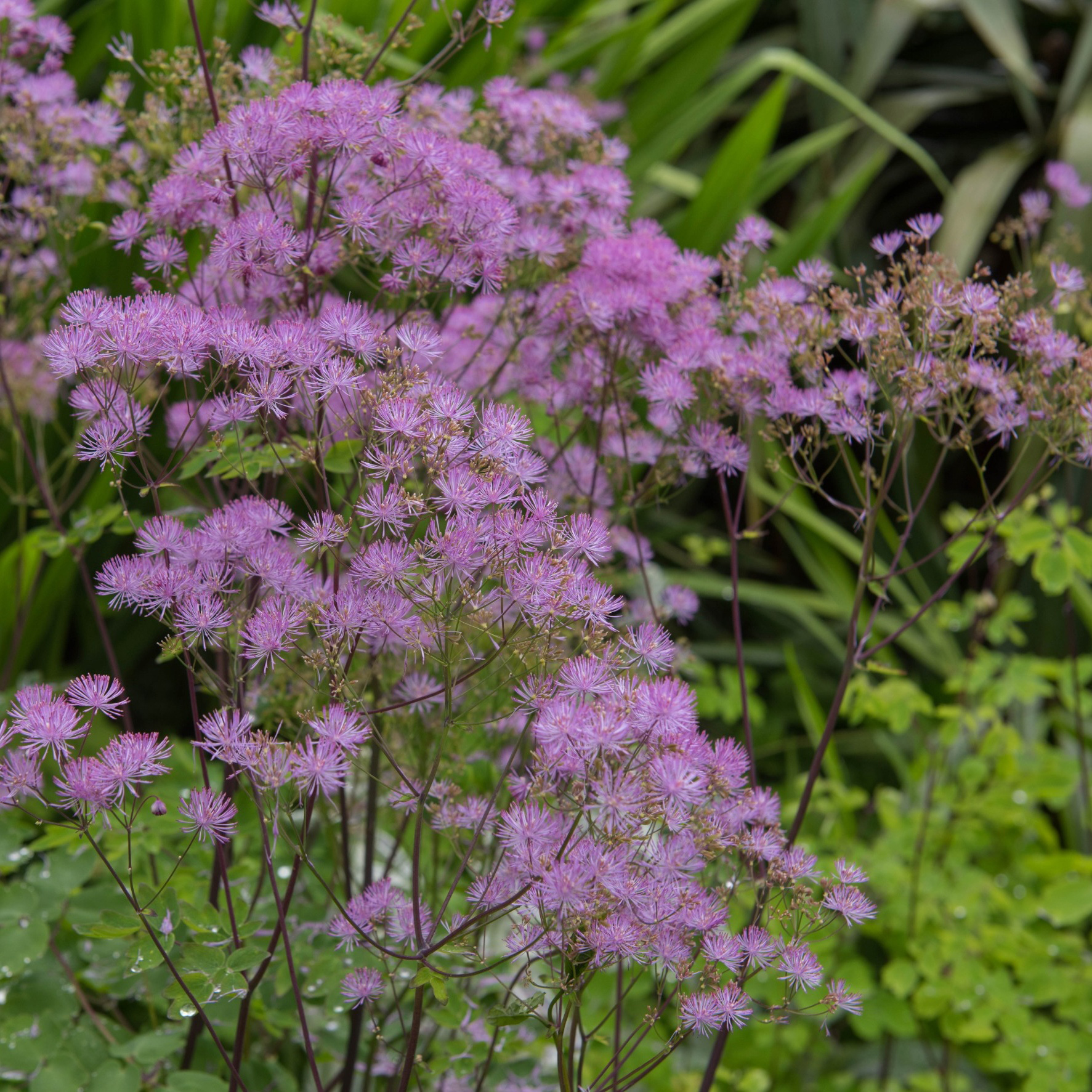 Perenn Omnia Garden Trädgårdsruta Black Stockings