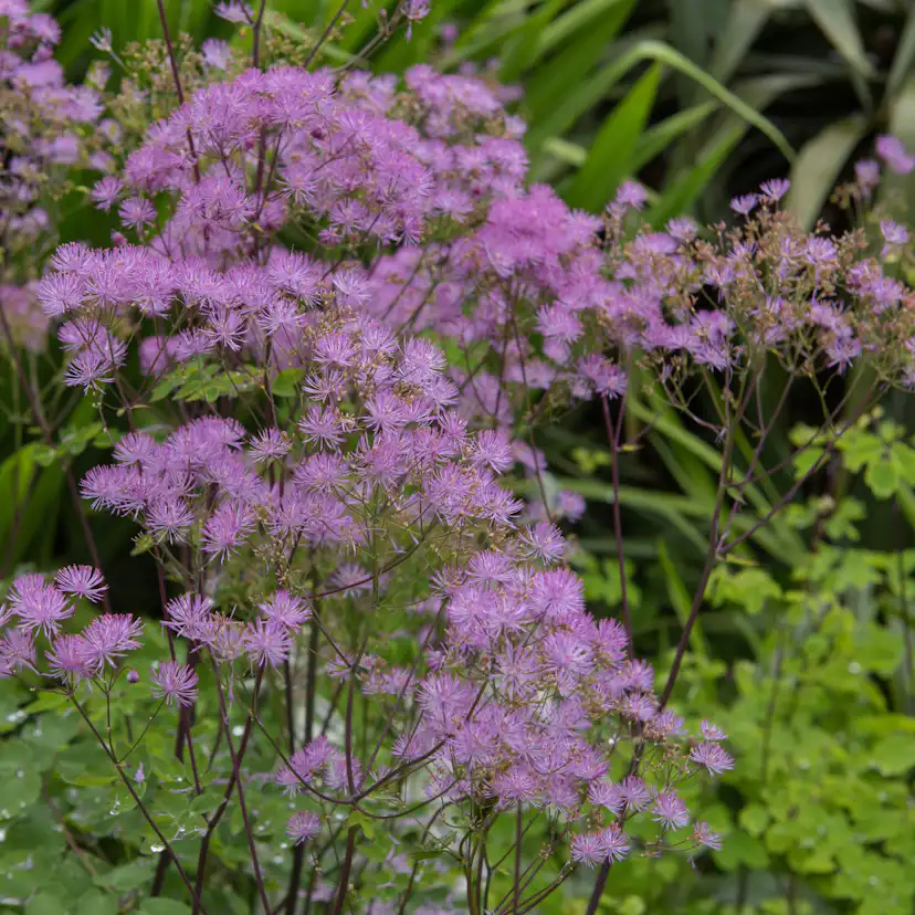 Perenn Omnia Garden Trädgårdsruta Black Stockings