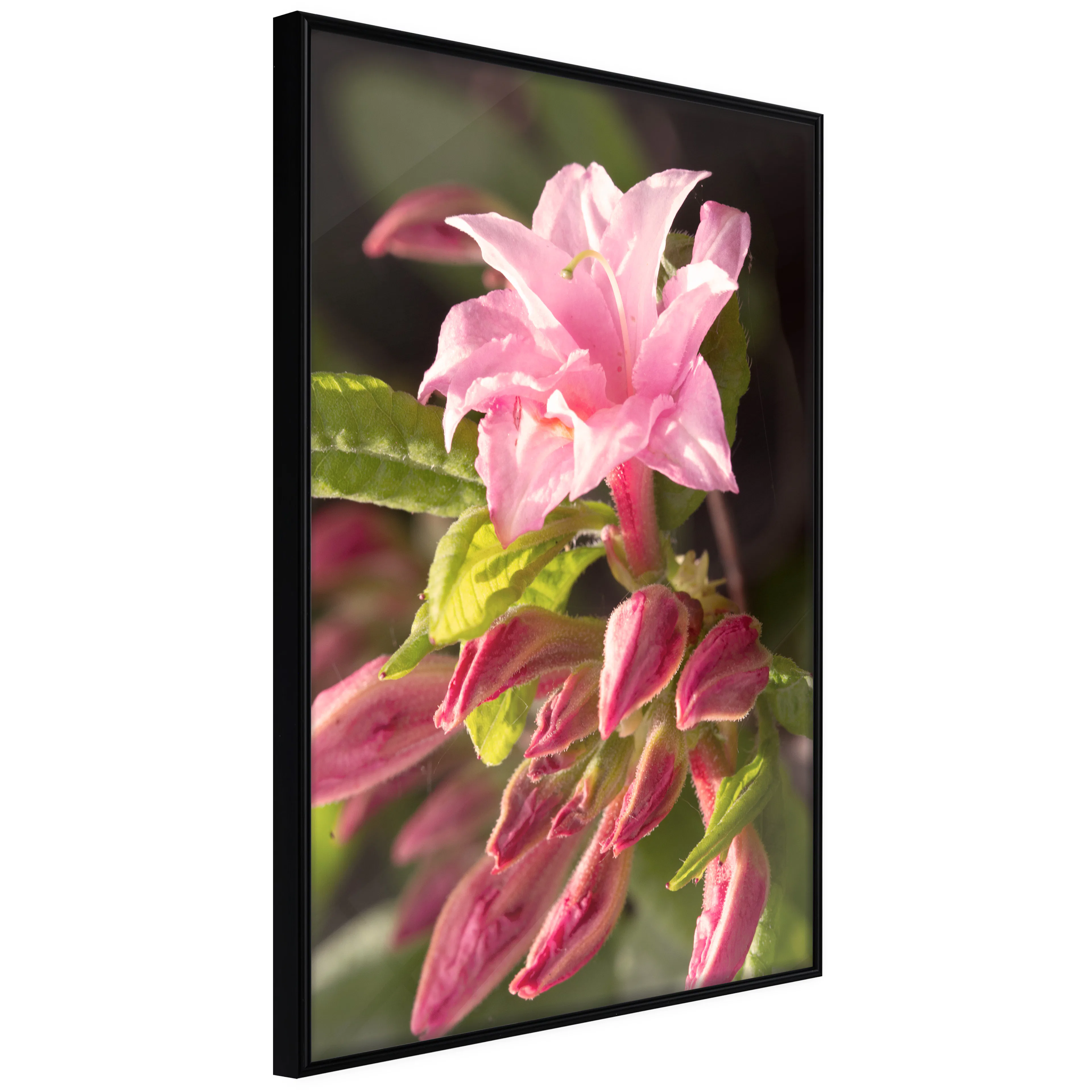 Affisch - Natural Pink [Poster] 40x60 Svart ram, 40x60 cm