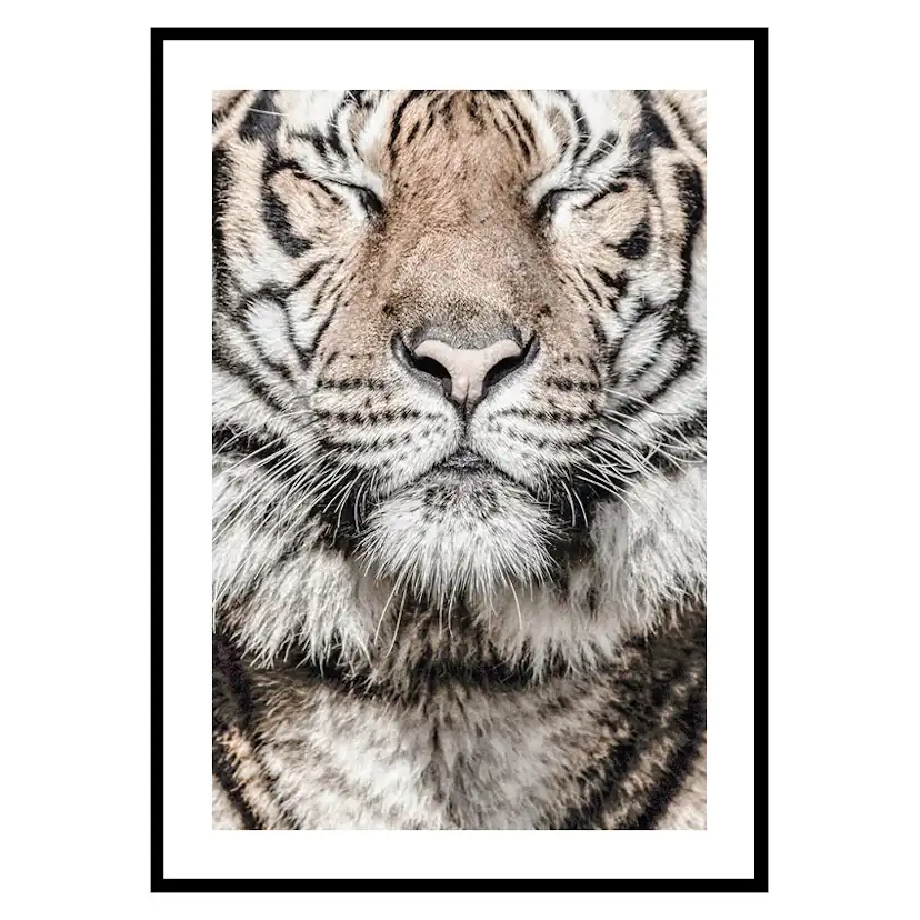 Poster Gallerix Tiger