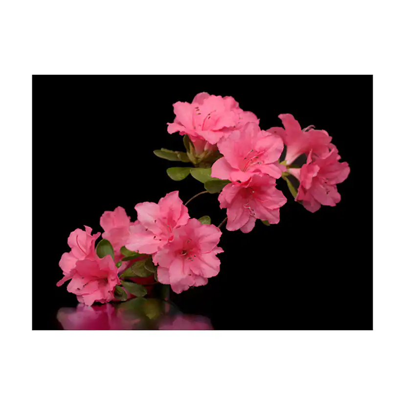 Fototapet Arkiio Azalea In Black