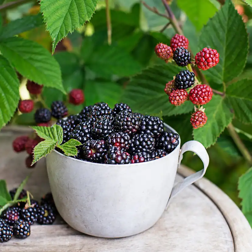 Bärbuske Omnia Garden Trädgårdsbjörnbär Loch Tay E