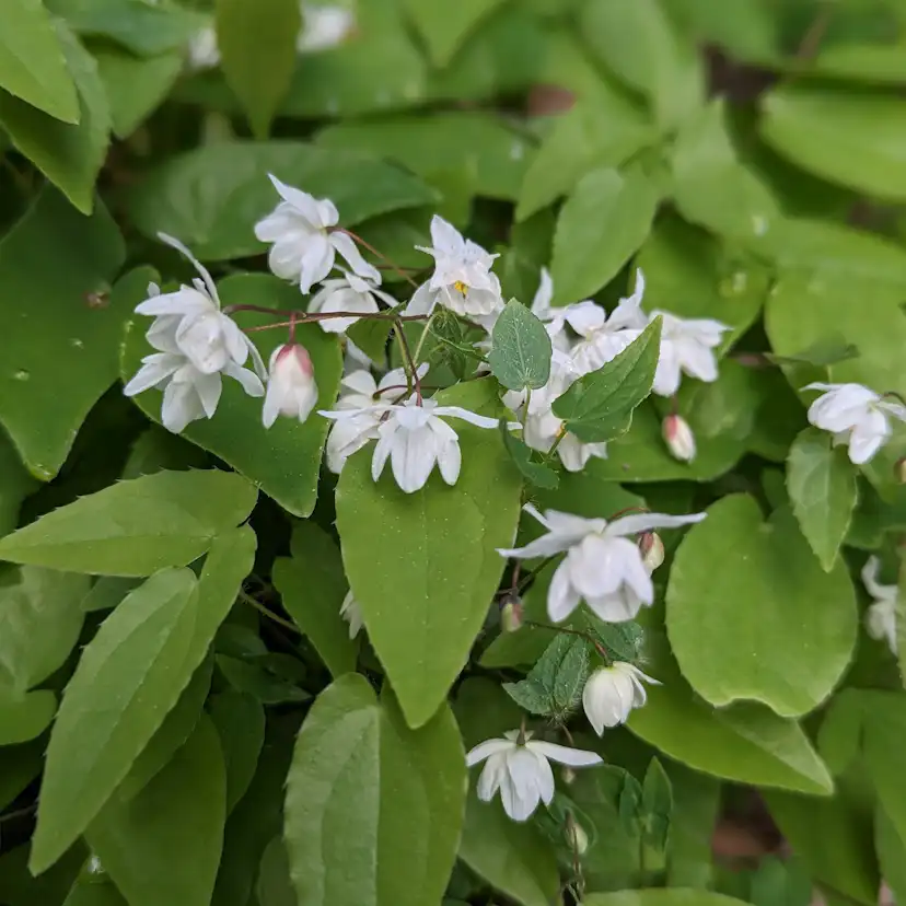 Perenn Omnia Garden Japansk Sockblomma Epimedium Grandiflorum