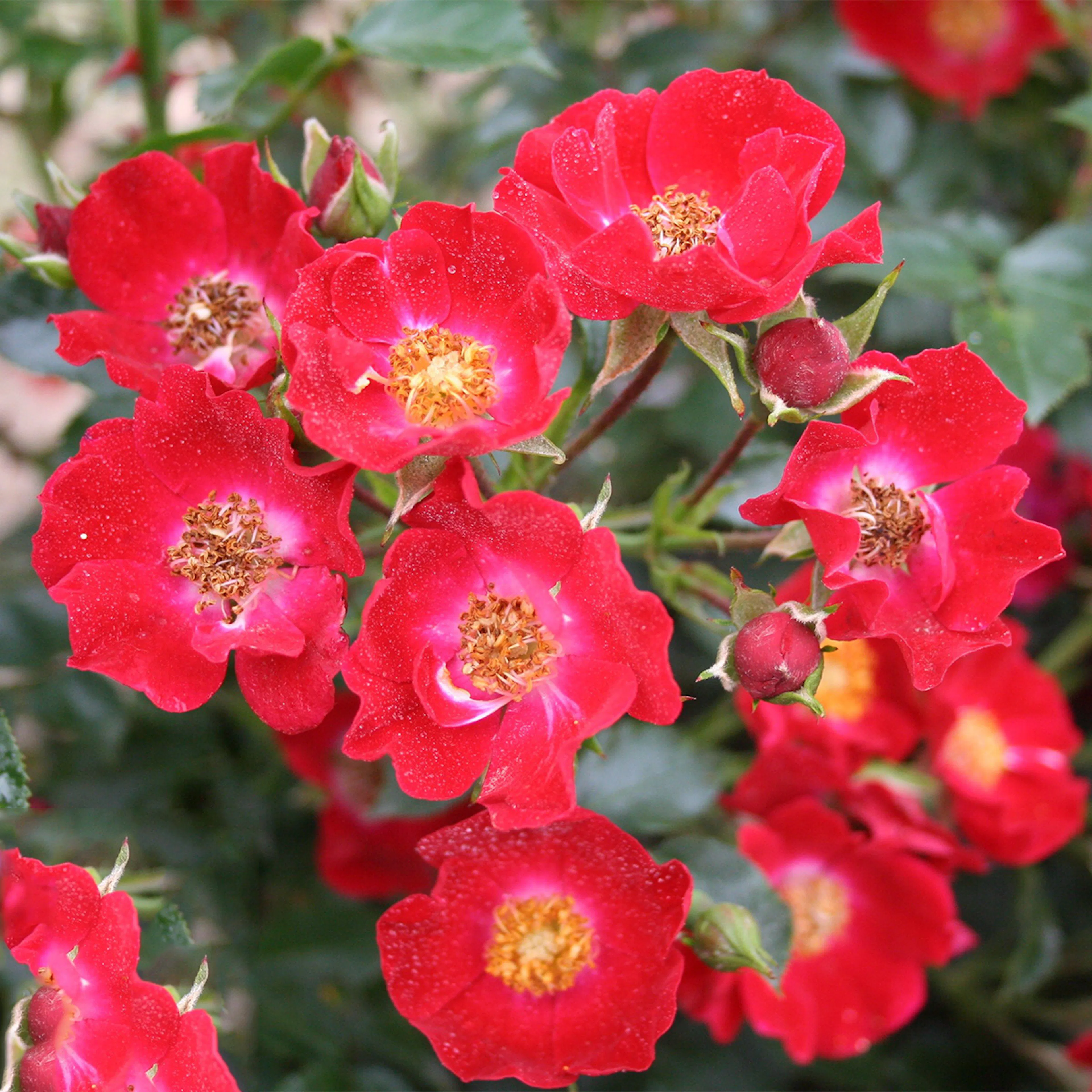 Rosa "Bassino", 1-pack 1-pack